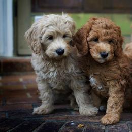Australian Labradoodles from Noble FUR Labradoodles