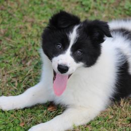 Kip - Black male Border Collie puppy in Tylertown, Mississippi from Cool Meadow Farms