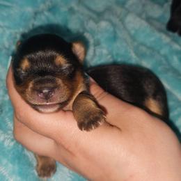 Peanut - Black and tan female Yorkshire Terrier puppy in Thornville, Ohio from My precious yorkies