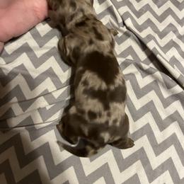 Acorn - Dapple male Dachshund puppy in Gainesville, Florida from Mini Dots Mini Dachshunds