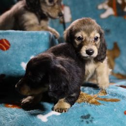Dachshund All Grown Up from Gryphon Lane Dachshunds