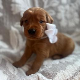 Honeycrisp - Dark golden male Golden Retriever puppy in Moses Lake, Washington from Dune Lakes Goldens