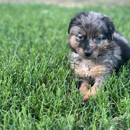Luke - Blue merle Australian Shepherd puppy in Amarillo, Texas from Luna’s Mini Aussies