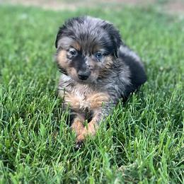 Luke - Blue merle Australian Shepherd puppy in Amarillo, Texas from Luna’s Mini Aussies