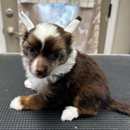 Chocolate sable tri - White and chocolate male Chinese Crested puppy in Rockvale, Tennessee from Cosmic Chinese Cresteds & Wind-Echo Poodles