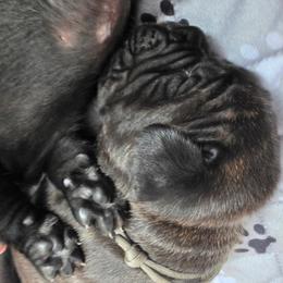 Cane Corso Puppies from CANE CORSO DI DROGHEDA