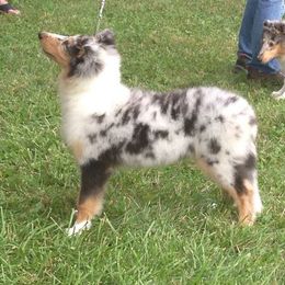 Collie Puppies from Creekwood Collies