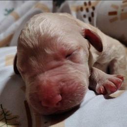Pink collar - Cream female Goldendoodle puppy in Willow Springs, Missouri from Todd Family Homestead
