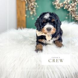 C r e w - Tri-color male Bernedoodle puppy in Cedar City, Utah from Cedar Doodles- Home of the Teddybear Goldendoodle