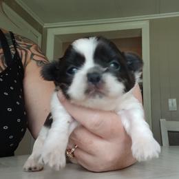 Sammy - Blue and white male Shih Tzu puppy in Brodnax, Virginia from K.B's