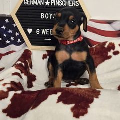 Banner- M- Red collar - Black male German Pinscher puppy in Chatham, Virginia from Wild Mountain Haven K9