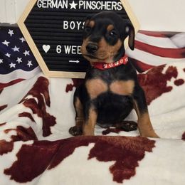 Banner- M- Red collar - Black male German Pinscher puppy in Chatham, Virginia from Wild Mountain Haven K9