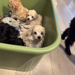 Girl 1 - White Female - White female Poodle puppy in Jersey City, New Jersey from JuVar Standard Poodles