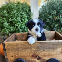 Miniature Australian Shepherd Puppies from Penn Creek Aussies