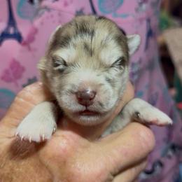 Jane - Merle female Pomsky puppy in Spring Hill, Florida from PDQ Pomskies