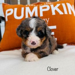 Clover - Tri-color female Bernedoodle puppy in Auburn, Indiana from Martin’s Doodles