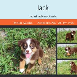 Jack - Red tri male Toy Australian Shepherd puppy in Asheboro, North Carolina from Stellar Aussies