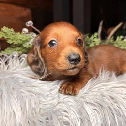 Elsa - Dapple female Dachshund puppy in Washburn, Tennessee from Broken Arrow Miniature Dachshunds