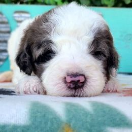 Odie - Blue merle and white male Sheepadoodle puppy in Owensville, Missouri from Oak Valley Kennels