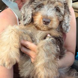 Astrid - female Australian Mountain Doodle puppy in Mountain Home, Arkansas from Amos and Oak Doodles