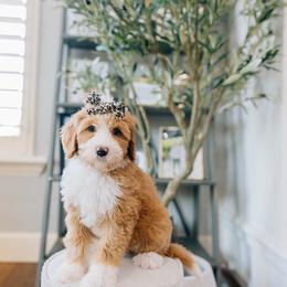 Aida - Red female Bernedoodle puppy in Murray, Utah from Sun Valley Doodles