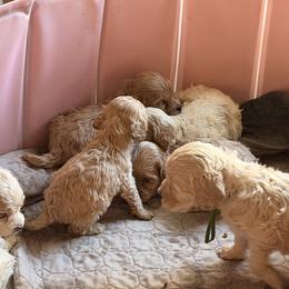 Girl 2 - Buff and white female Cockapoo puppy in Covington, Louisiana from MyKy Puppies