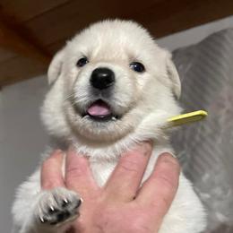Happy - White male German Shepherd puppy in Yuba City, California from Barton’s German Shepherds
