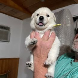 Happy - White male German Shepherd puppy in Yuba City, California from Barton’s German Shepherds