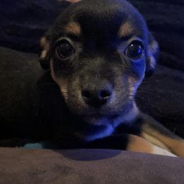 Chihuahua Puppies from Grandbaby Chihuahuas