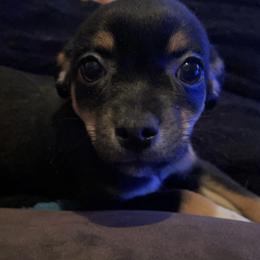 Chihuahua Puppies from Grandbaby Chihuahuas
