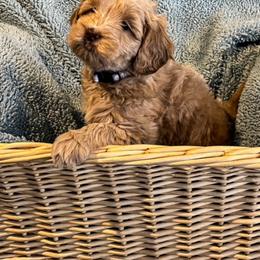 Australian Labradoodle Puppies from Forever Friends Labradoodles