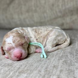 Pumpkin - Apricot male Goldendoodle puppy in Lamar, Colorado from Jozlyn’s Pups