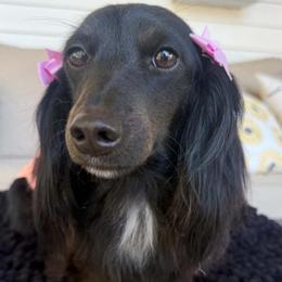 Rumi - Dachshund