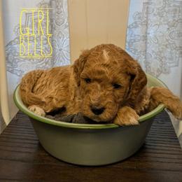 Bells - Apricot female Goldendoodle puppy in Cambridge, Minnesota from Country Meadow Doodles