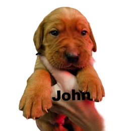 John - Yellow male Labrador Retriever puppy in Sidney, Nebraska from Nebraska Strong Labradors