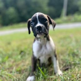 Girl 5 - Brindle female Boxer puppy in Prestonsburg, Kentucky from Diamond Standard Boxers