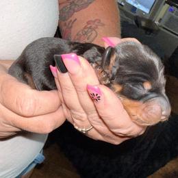 Boy 4 - Black and tan male Dachshund puppy in Pierson, Florida from Michelle’s Mini Dachshunds