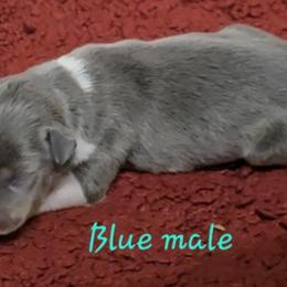 Blue boy 2 - Blue white and tan male Rat Terrier puppy in Divide, Colorado from Outlaw Farm and Kennel