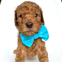 Mojito - Apricot male Goldendoodle puppy in Mount Pleasant, Tennessee from Doodle My Heart