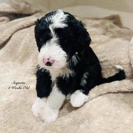 Sequoia- Female Reservation 1 - Black and white female Sheepadoodle puppy in Spokane, Washington from Downriver Doodles