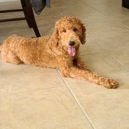 Ava - Goldendoodle
