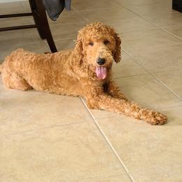 Ava - Goldendoodle