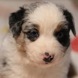 Confetti - Blue merle female Australian Shepherd puppy in Noxon, Montana from MITIN Aussies AKC Standard Australian Shepherds