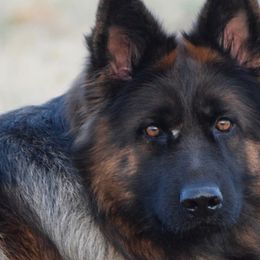 German Shepherds from Rock Bottom Ranch