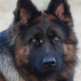 German Shepherds from Rock Bottom Ranch