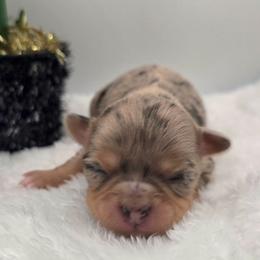 Oma - Blue merle female Chihuahua puppy in Clinton, Missouri from RockyTop Hearts