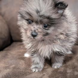 Blue Merle Boy - Blue merle male Pomeranian puppy in Danielsville, Georgia from PassionatePomPoms