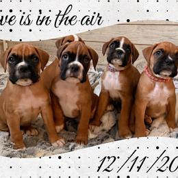 Boxer puppies from Vincent's Pride Boxers ~ Dudley's Dream Boxers