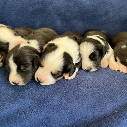Miniature American Shepherds from Miniature American Shepherds at 3M Southwind