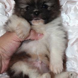 Crumpet - Orange parti male Pomeranian puppy in El Paso, Texas from Texas quality pomeranians